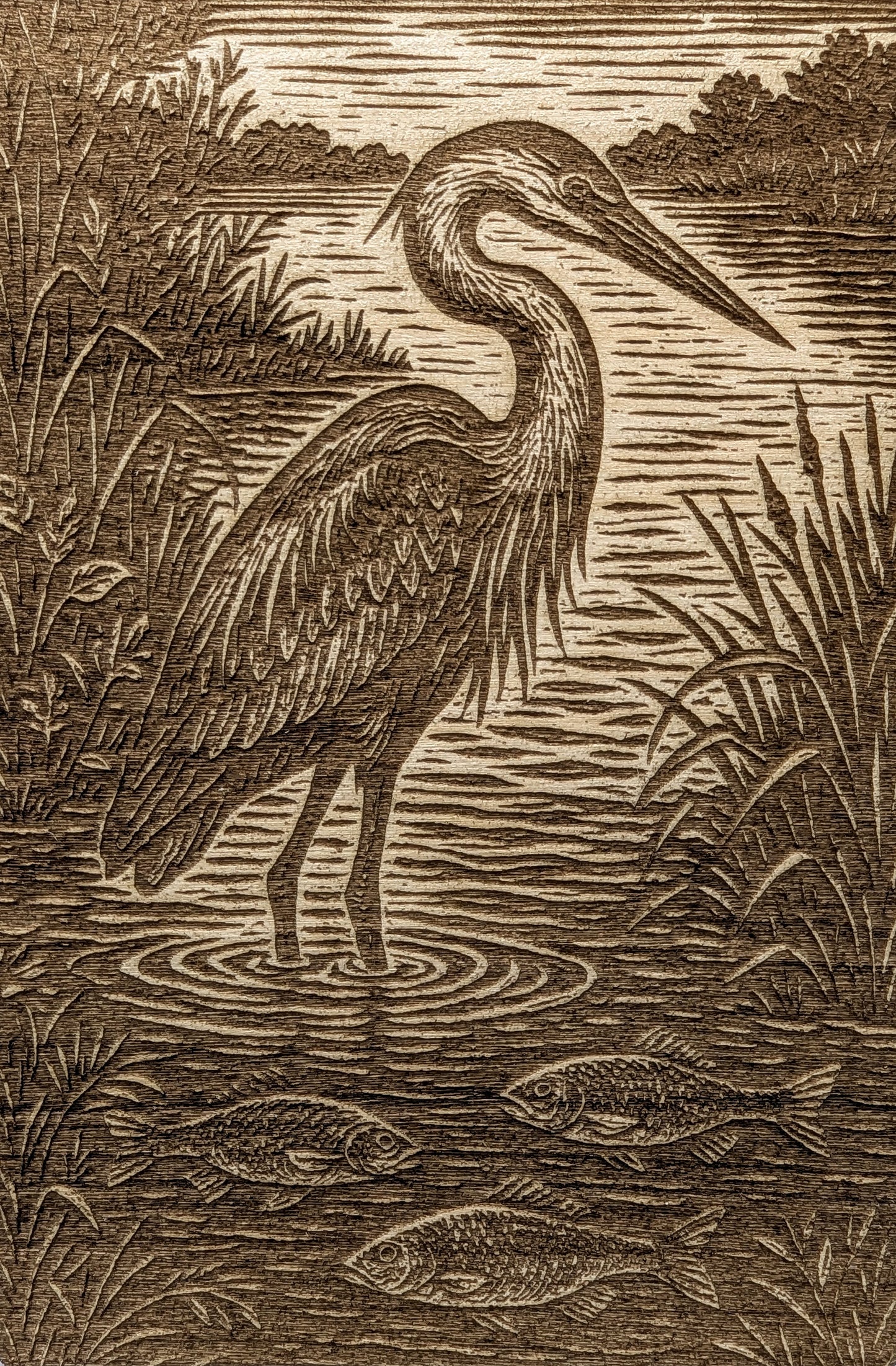Heron Standing in Water, Woodcut Engraving