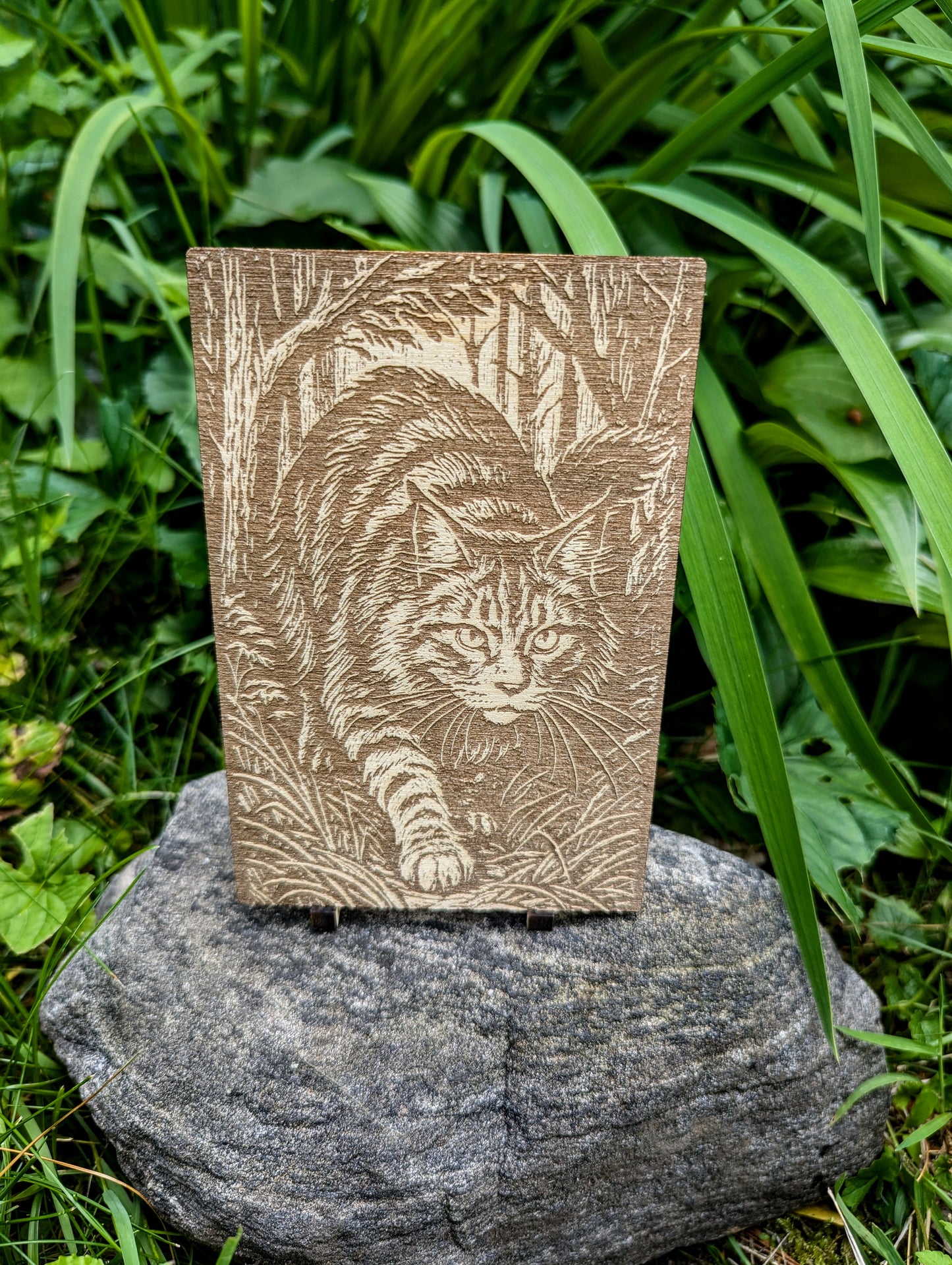 Maine Coon Cat, Woodcut Engraving