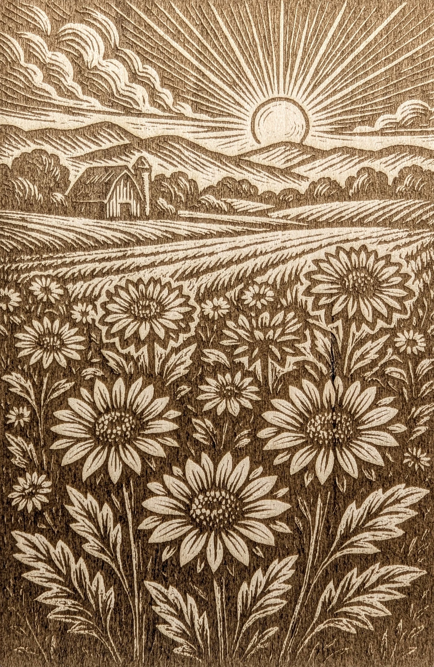 Aster Sunrise, Woodcut Engraving