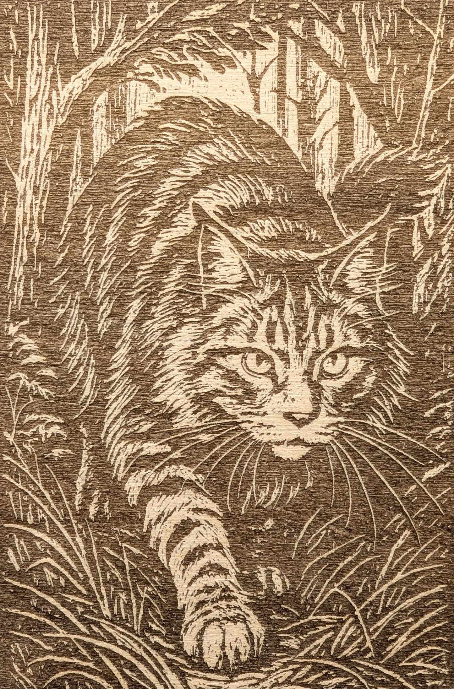 Maine Coon Cat, Woodcut Engraving