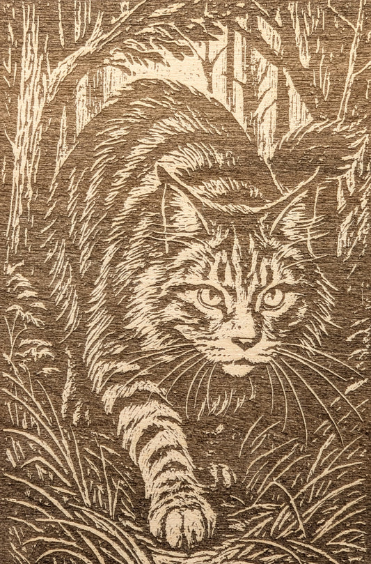 Maine Coon Cat, Woodcut Engraving